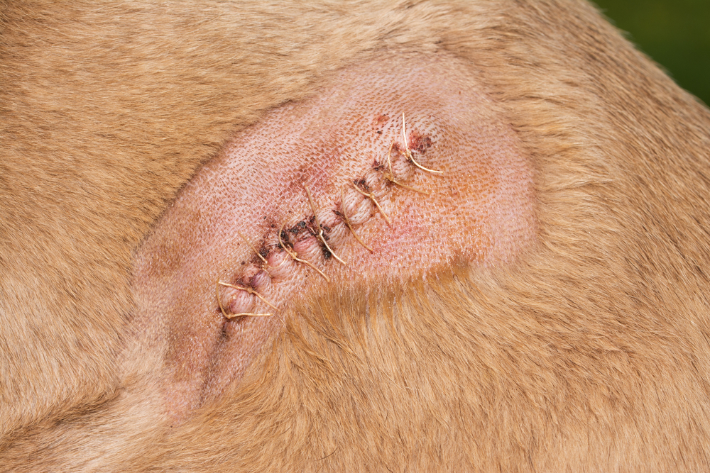 Close up of a dog shoulder with stitches