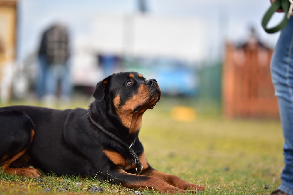 beautiful black and tan Rottweiler male dog training