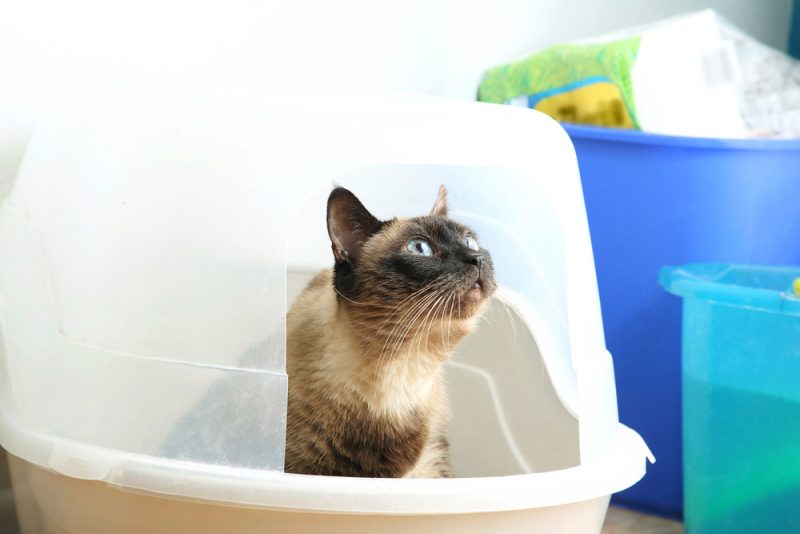 cat using the litter box