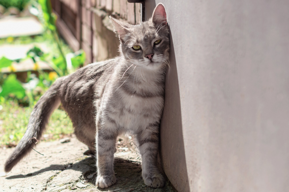 cat-rubbing-its-face-on-the-wall