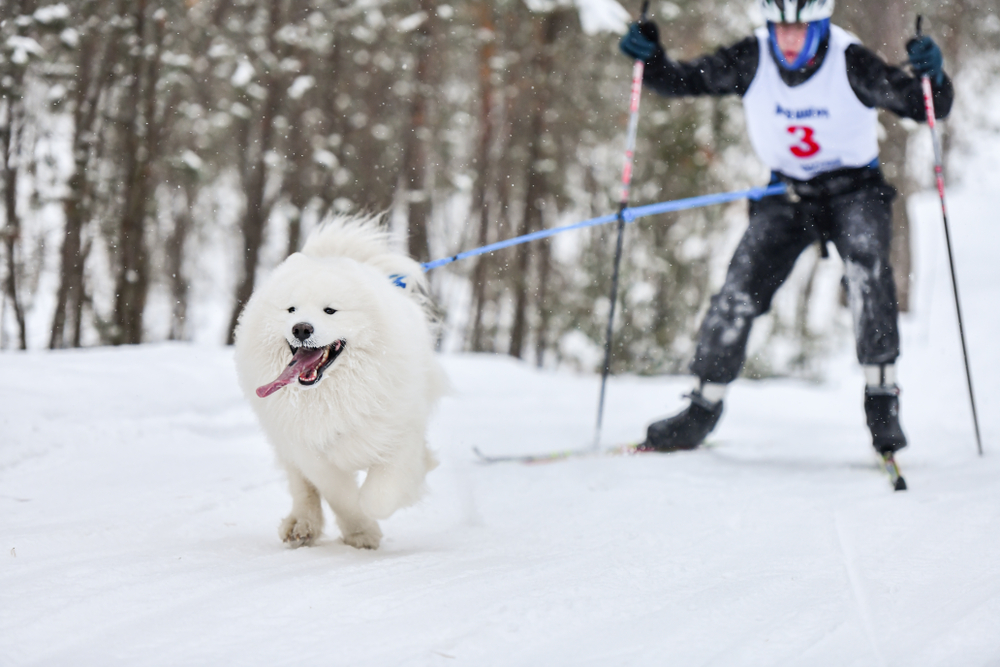 Samoyed sled dog mushing