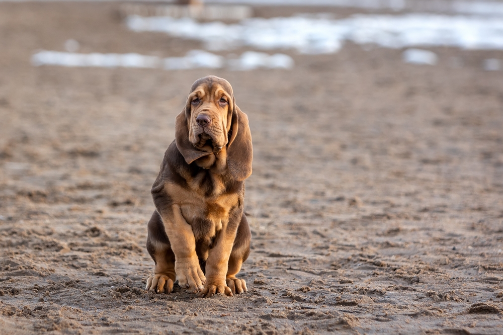 bloodhound puppy sitting on the sand