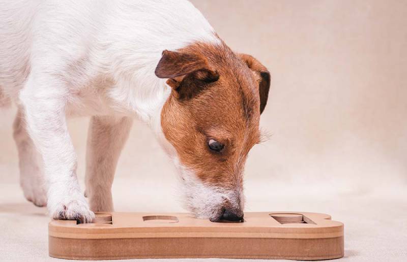 Dog-playing-sniffing-puzzle-game-for-intellectual-and-nosework-training