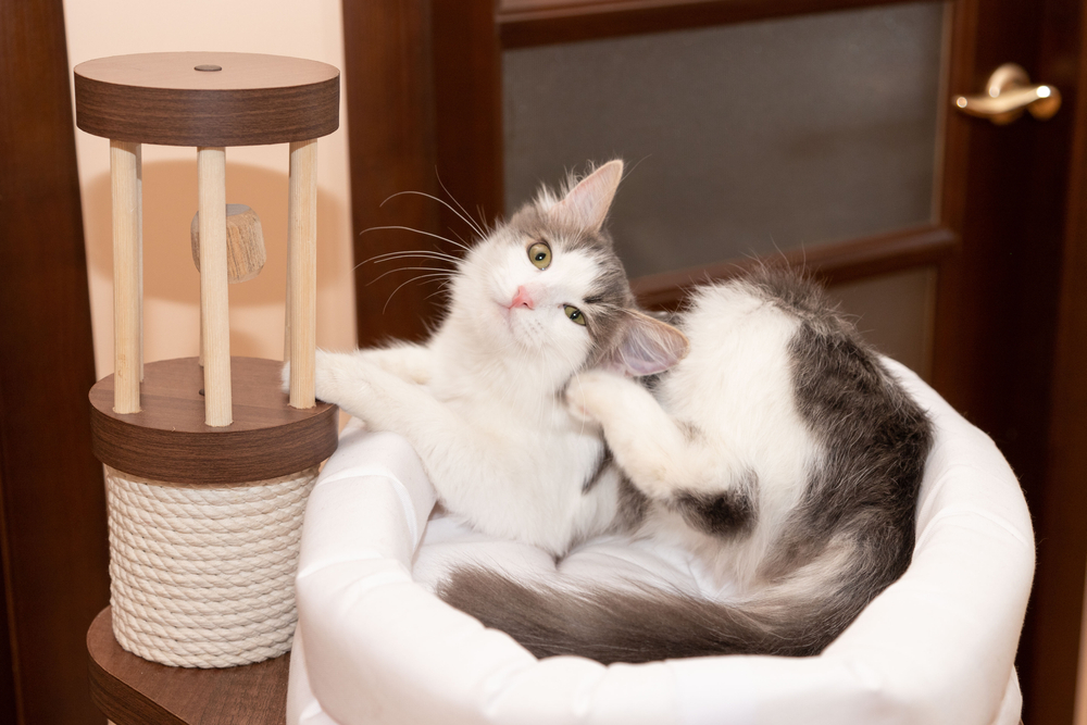 Cat scratching his ear while laying on a bed