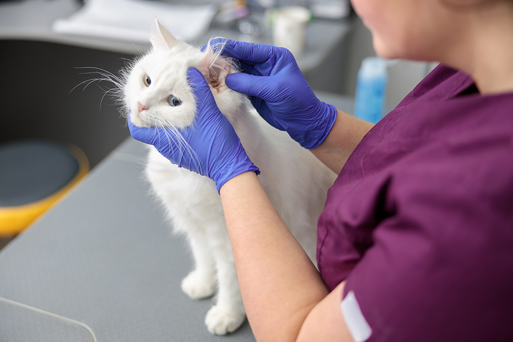 vet checking the ears if white cat