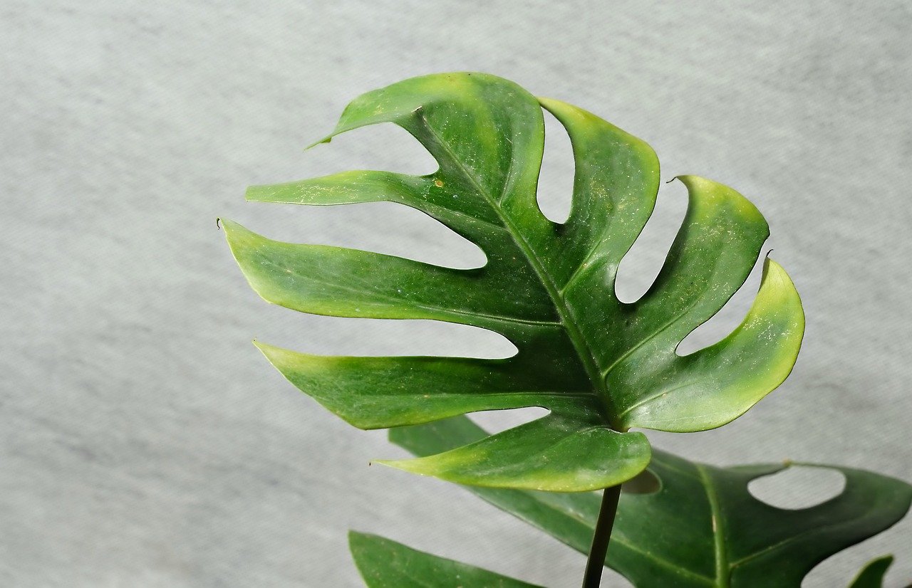 monstera plant leaves