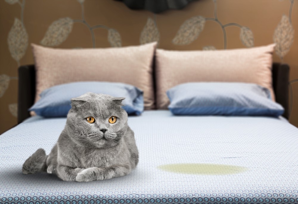 Be taught to Cease My Cat From Peeing on My Mattress: 8 Vet-Verified Concepts & Methods