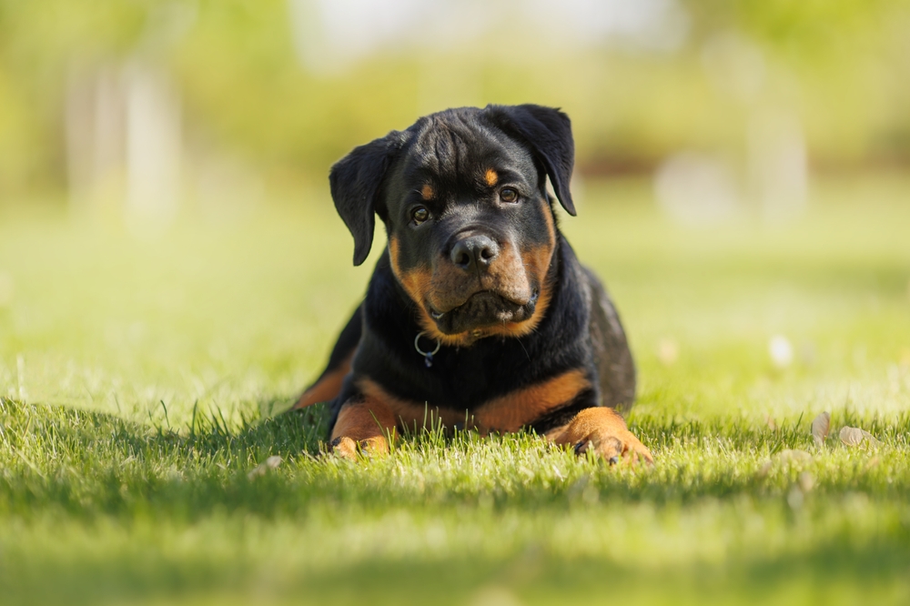 funny rottweiler puppy outdoors in summer