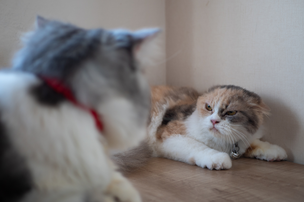 How Tons Hissing Is Frequent When Introducing Cats? What to Tolerate & Knowledge (Vet-Reviewed)