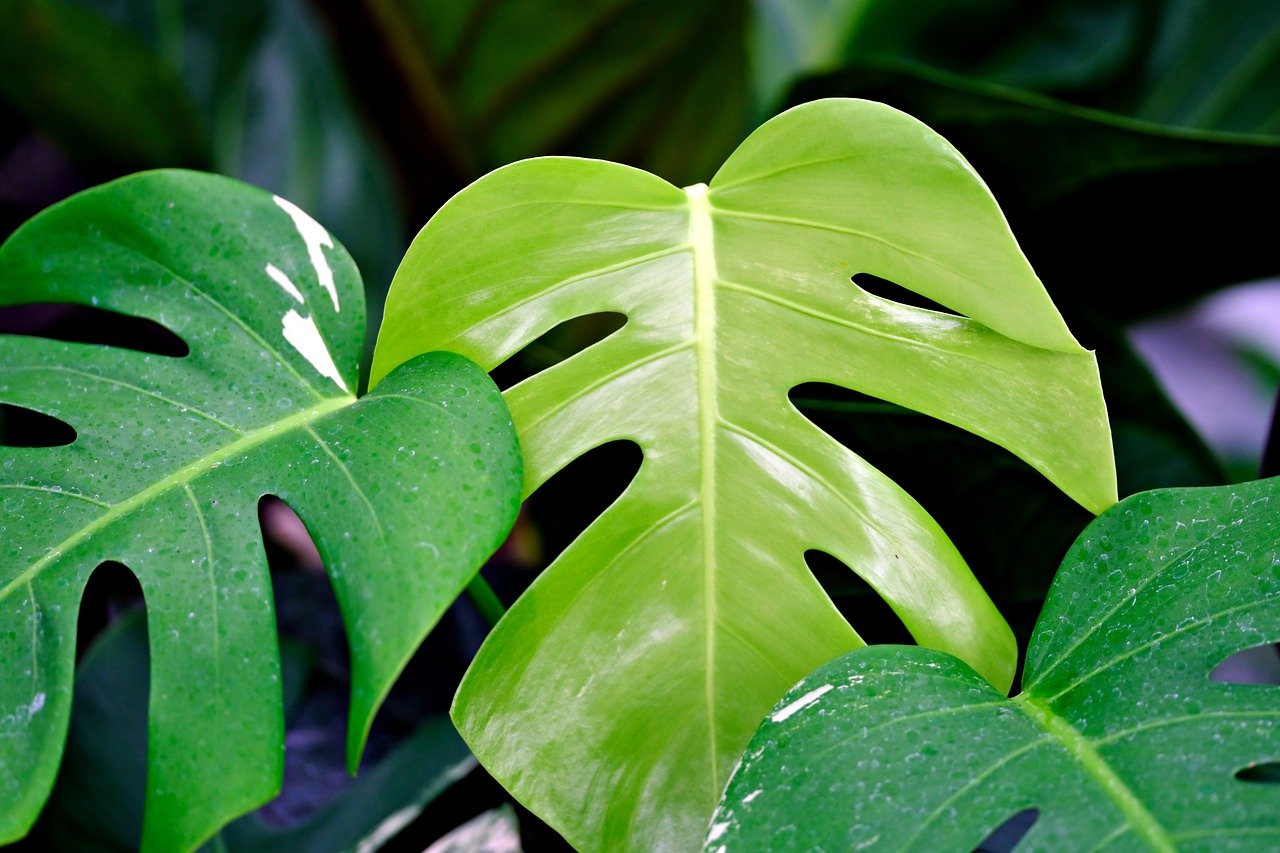 close up of monstera plant leaves