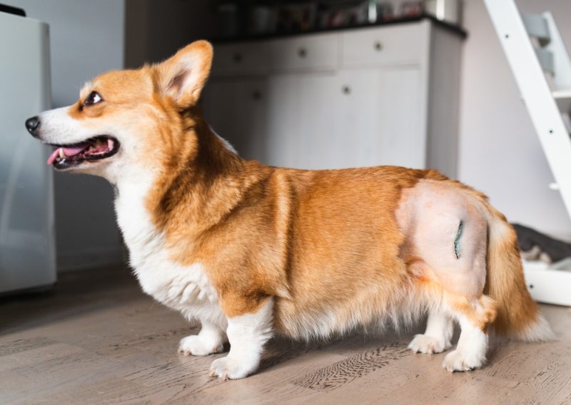 corgi dog after hip dysplasia , femoral head osteoctomy (FOH) surgery