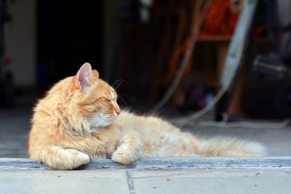 Ginger cat relaxes in the garage