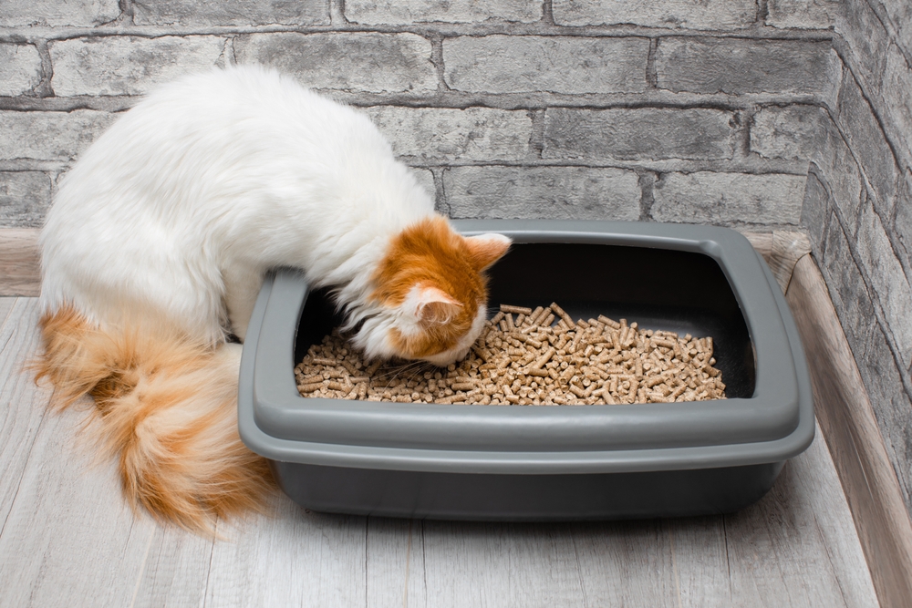 Why Is My Cat Consuming Cat Litter? 10 Vet-Reviewed Causes