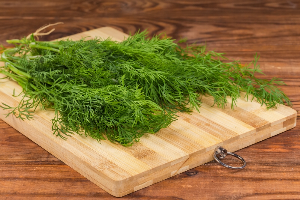 Can Canines Eat Dill? Vet-Verified Weight-reduction plan Particulars & Preparation Ideas – Dogster