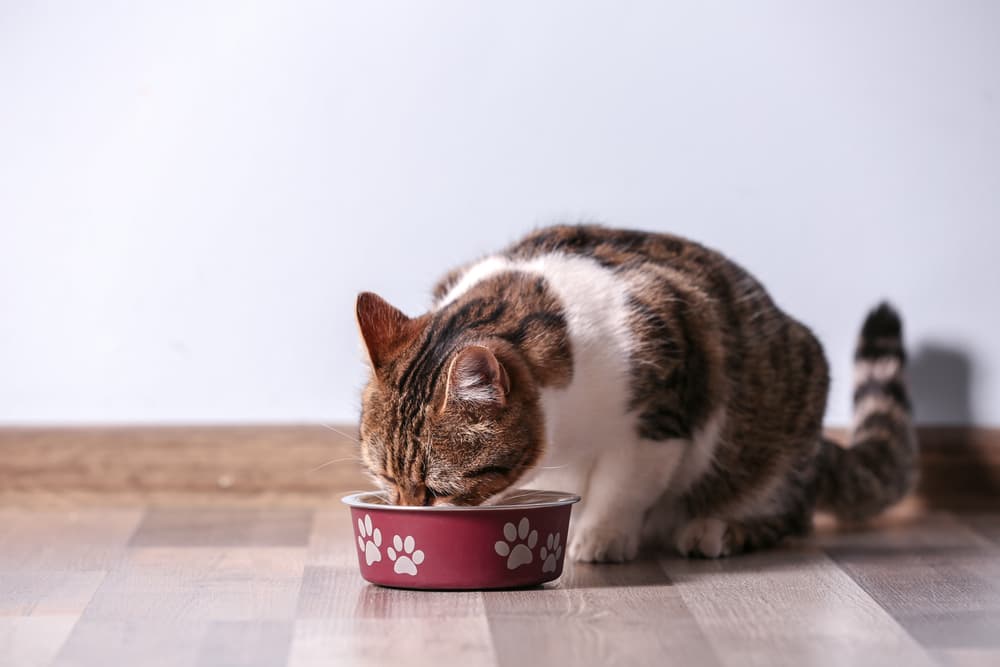 Cat sitting eating food from bowl