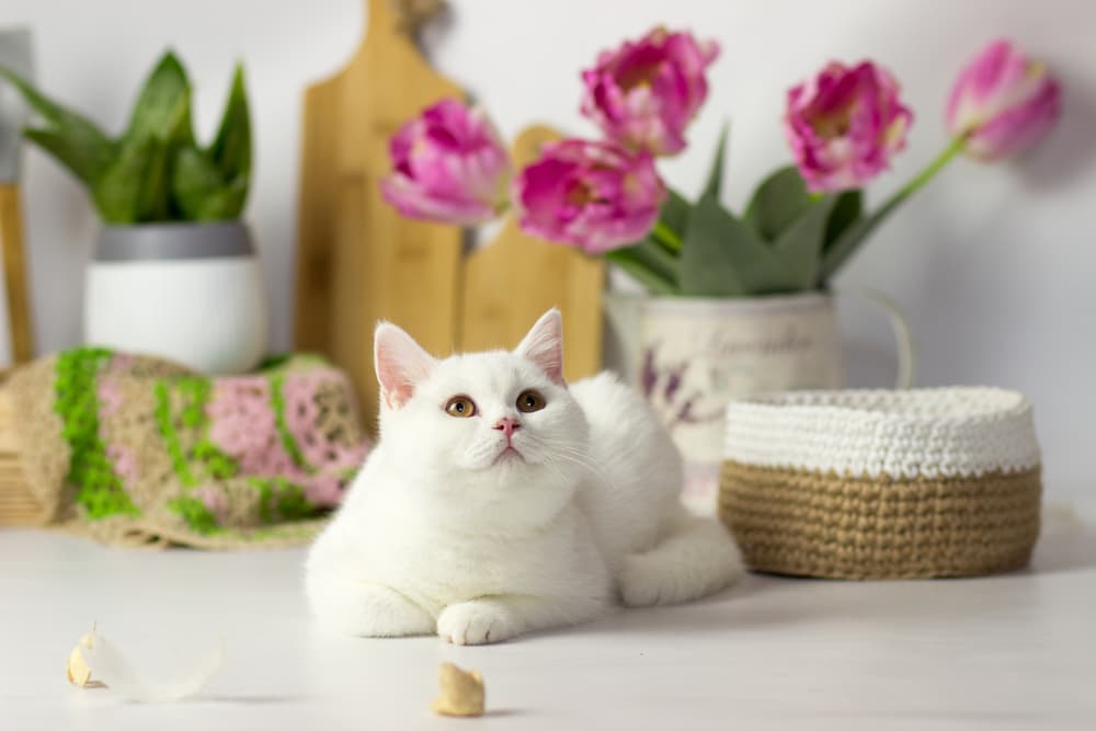 Cat sitting on table looking at owner