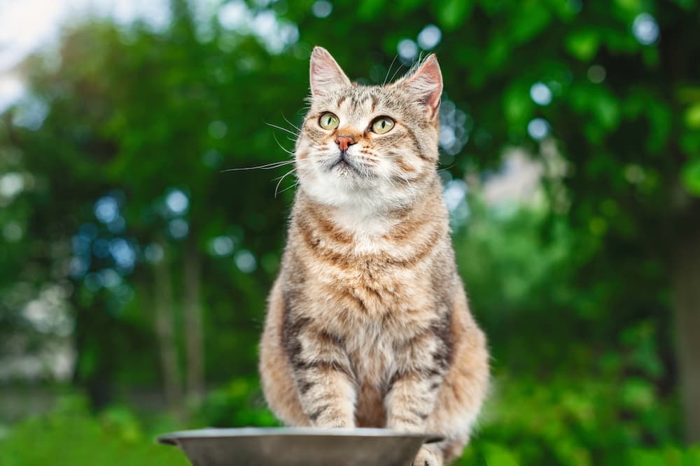 Cat looking up with empty bowl in front of them