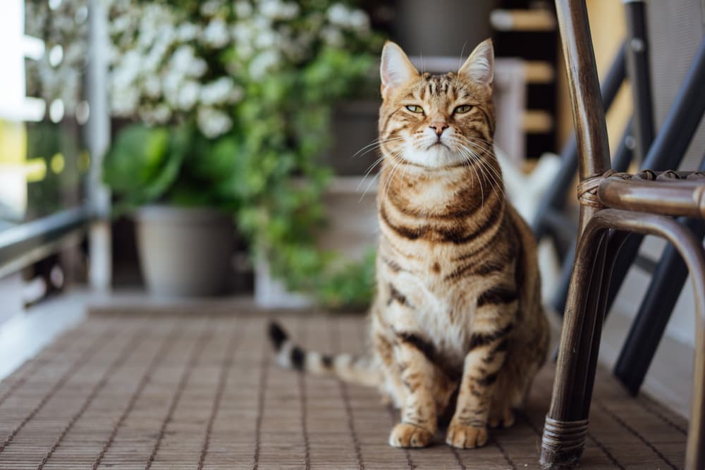 Cute cat looking to camera on patio outside