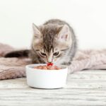 Best Kitten Meals of 2025 – Vetstreet