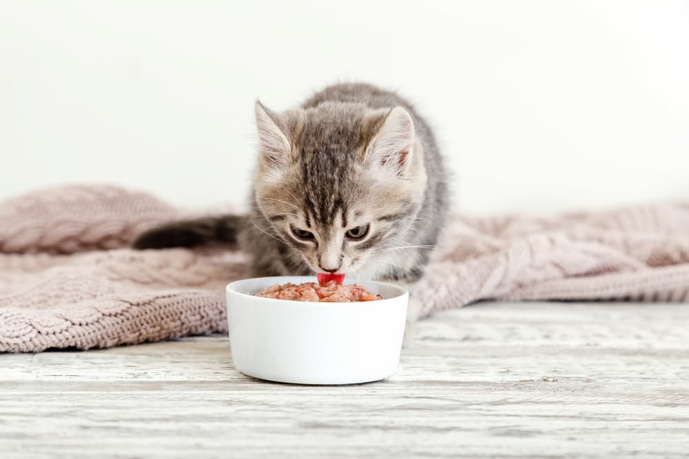 Best Kitten Meals of 2025 – Vetstreet