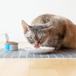 Extreme-Protein Cat Meals: 10 Most interesting Selections for 2025 – Vetstreet