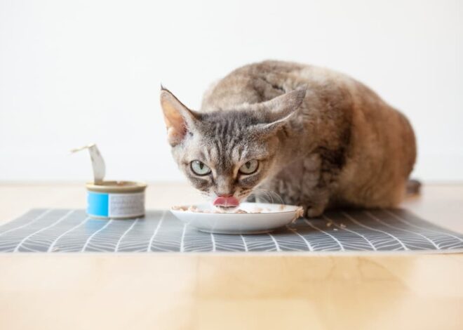 Extreme-Protein Cat Meals: 10 Most interesting Selections for 2025 – Vetstreet