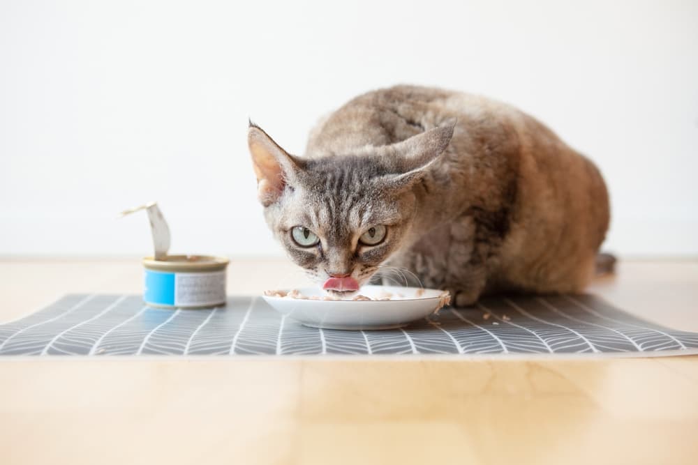 Extreme-Protein Cat Meals: 10 Most interesting Selections for 2025 – Vetstreet