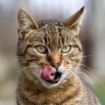 Raw Cat Meals: 7 Prime Picks for Your Hungry Carnivore – Vetstreet