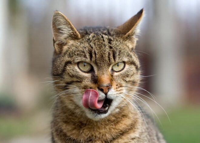 Raw Cat Meals: 7 Prime Picks for Your Hungry Carnivore – Vetstreet