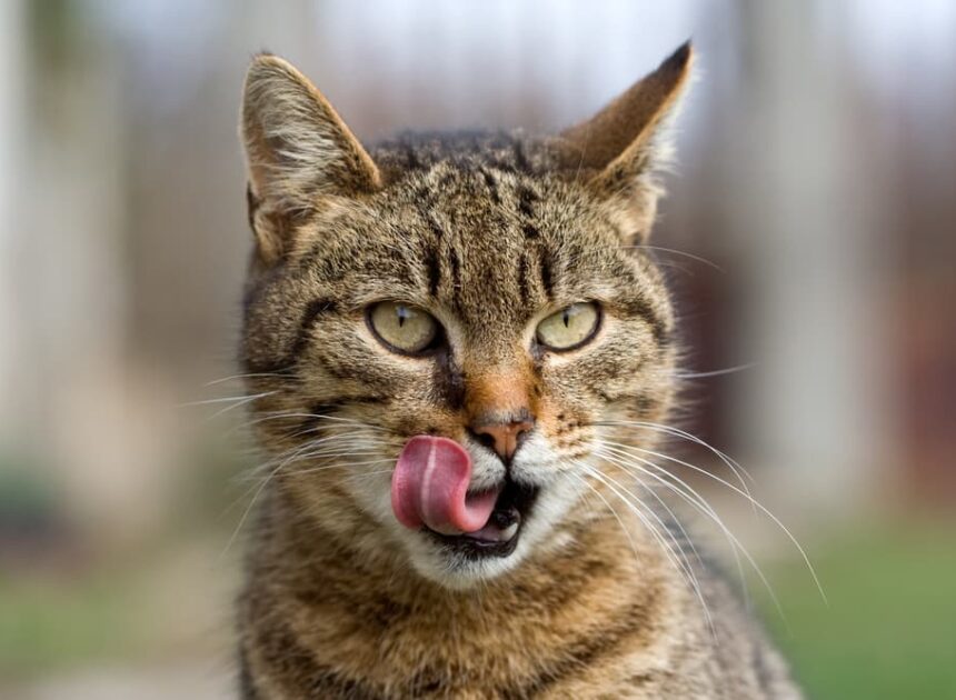 Raw Cat Meals: 7 Prime Picks for Your Hungry Carnivore – Vetstreet