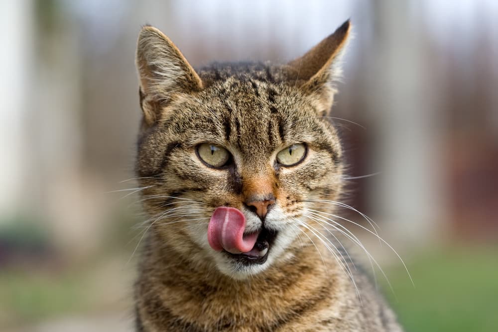 Raw Cat Meals: 7 Prime Picks for Your Hungry Carnivore – Vetstreet