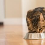 7 Excessive-Calorie Cat Meals for Inserting on the Kilos – Vetstreet