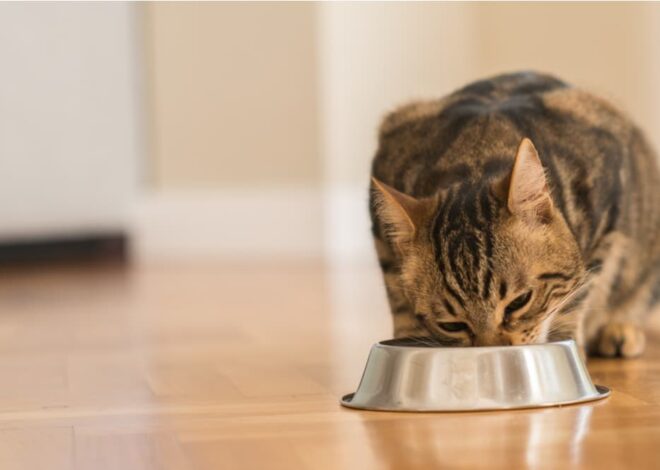 7 Excessive-Calorie Cat Meals for Inserting on the Kilos – Vetstreet