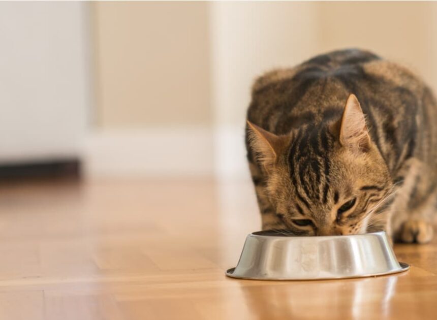 7 Excessive-Calorie Cat Meals for Inserting on the Kilos – Vetstreet