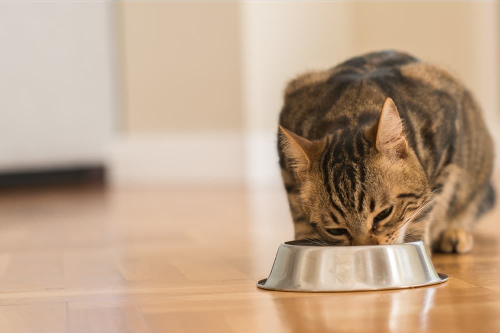 7 Excessive-Calorie Cat Meals for Inserting on the Kilos – Vetstreet