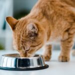  8 Cat Meals for Allergy signs in 2025 – Vetstreet