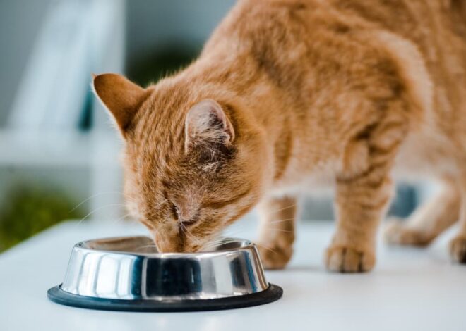  8 Cat Meals for Allergy signs in 2025 – Vetstreet