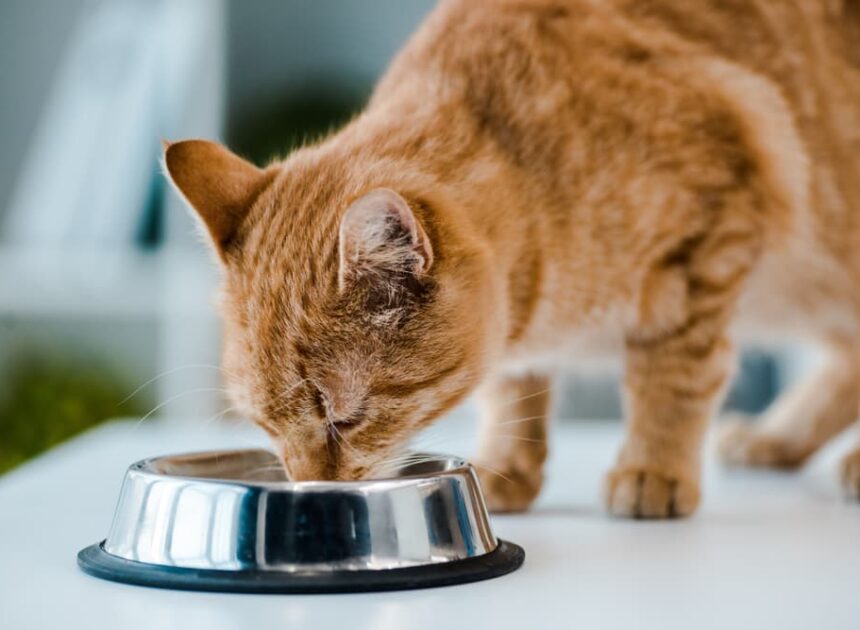  8 Cat Meals for Allergy signs in 2025 – Vetstreet