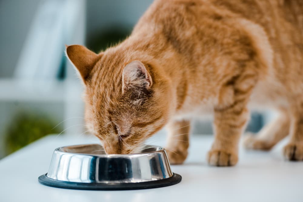  8 Cat Meals for Allergy signs in 2025 – Vetstreet