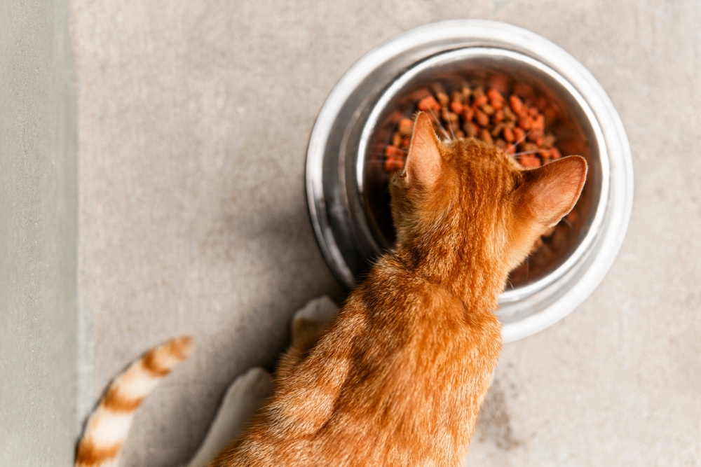 6 Finest Hairball Management Cat Meals, Based on Vets – Vetstreet