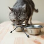 Greatest Cat Meals for Weight Get hold of: 8 Participating Selections – Vetstreet