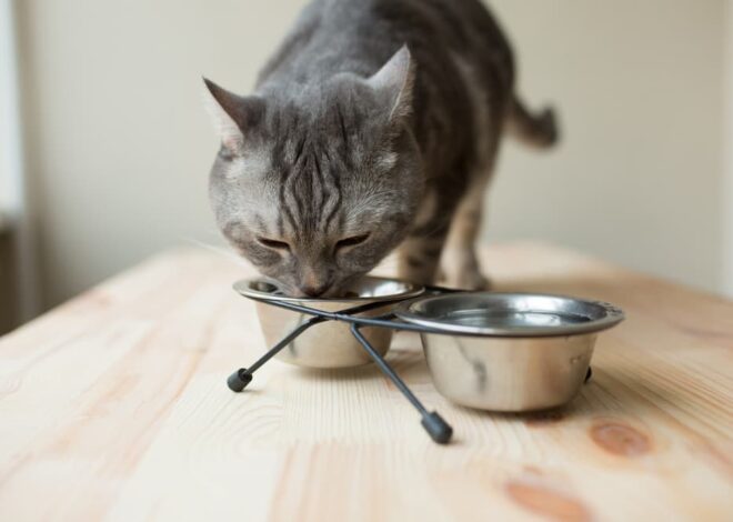 Greatest Cat Meals for Weight Get hold of: 8 Participating Selections – Vetstreet