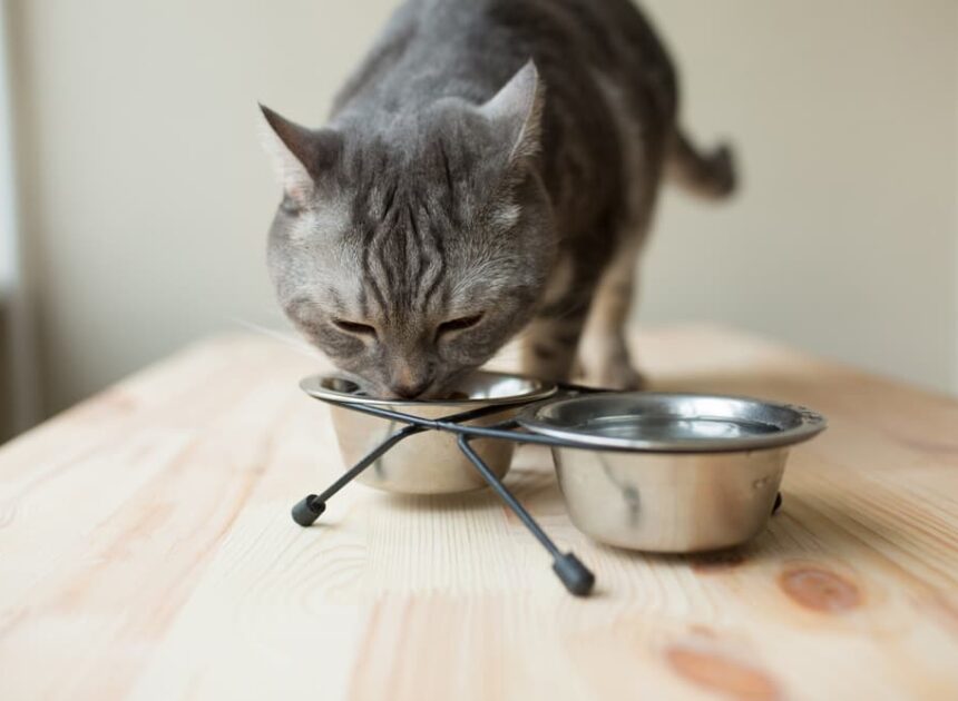 Greatest Cat Meals for Weight Get hold of: 8 Participating Selections – Vetstreet