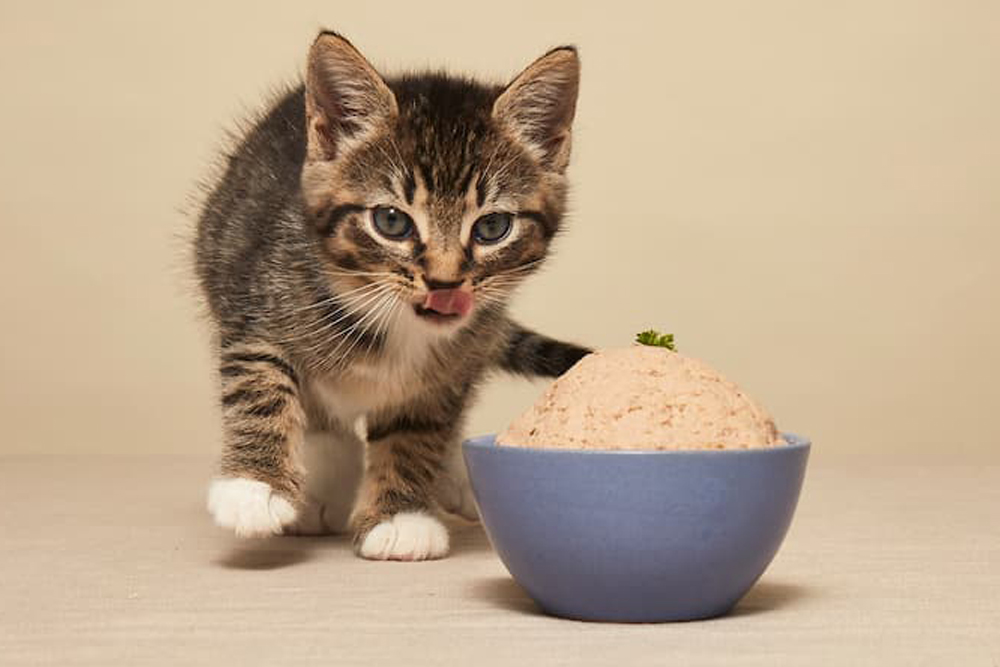 Salmon Cat Meals: 9 Favorite Fishy Formulation – Vetstreet